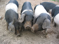 Landespfingstlager 2010